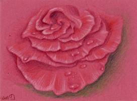 dessin-rose05b.jpg