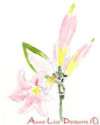 dessin-aquarelle-amarylis.jpg