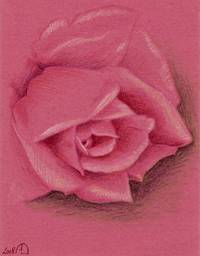 dessin-rose03bs.jpg