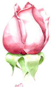 dessin-rose04b.jpg