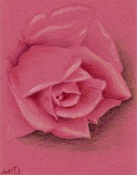 croquis rose