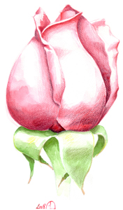 croquis rose