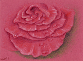 croquis rose