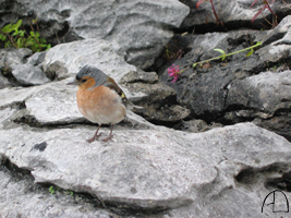 oiseau d'irlande